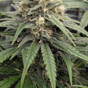 Flowering Week - 9 - God’s Gift - 2