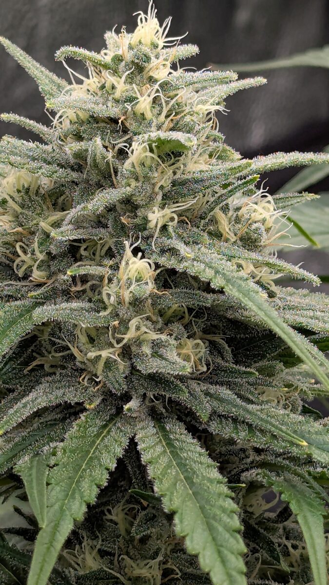 bbs-grow-diaries/week-540401-diary-528437-user-38149-694d6ffb8f3df