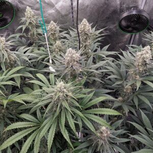 Flowering Week - 9 - God’s Gift - 5