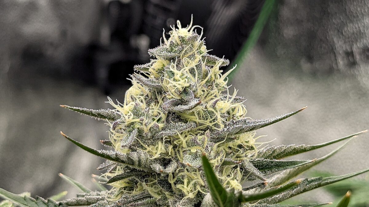 bbs-grow-diaries/week-540401-diary-528437-user-38149-694d70025310d