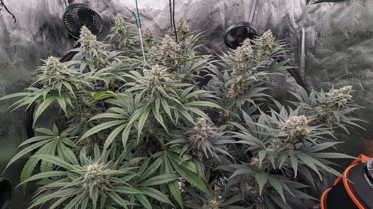 bbs-grow-diaries/week-540401-diary-528437-user-38149-694d7004a5c87