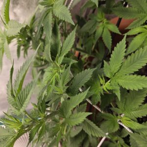 Flowering Week - 7 - Fat Bastard - 1