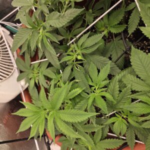 Flowering Week - 7 - Fat Bastard - 2