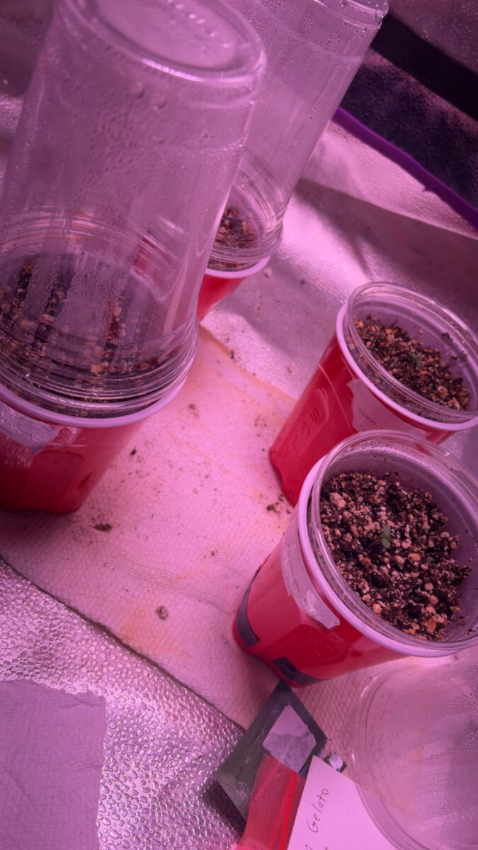 bbs-grow-diaries/week-540544-diary-540173-user-46541-694f143232701