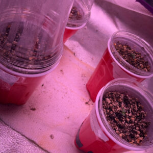 Vegetation Week - 1 - Jealousy F1 - 1