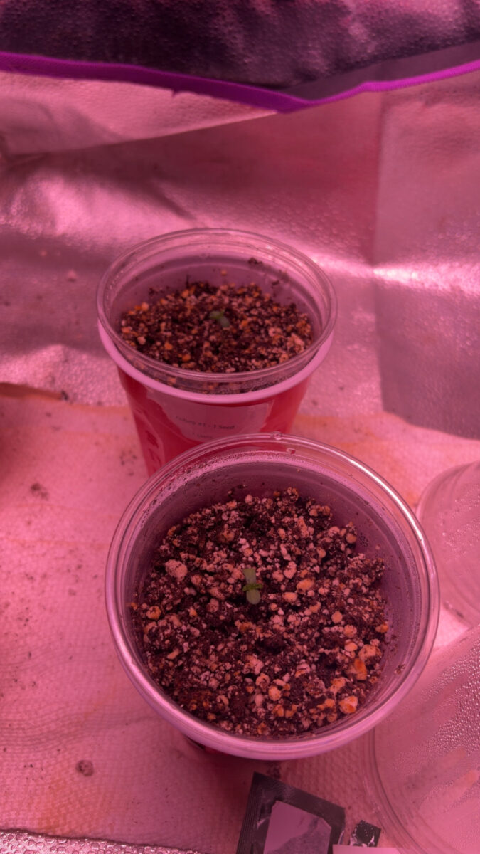 bbs-grow-diaries/week-540544-diary-540173-user-46541-694f1433bcd6f