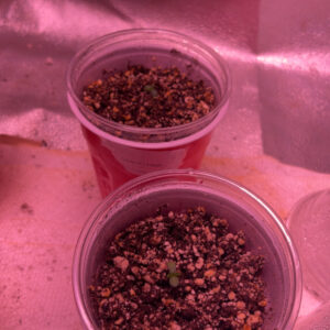 Jealousy F1 - Vegetation Week - 1