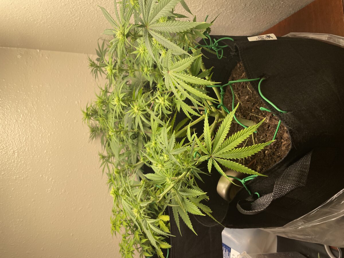 bbs-grow-diaries/week-540770-diary-528195-user-45147-6952a5722df13