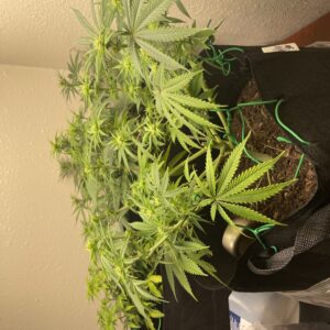 Star Killer - Flowering Week - 8