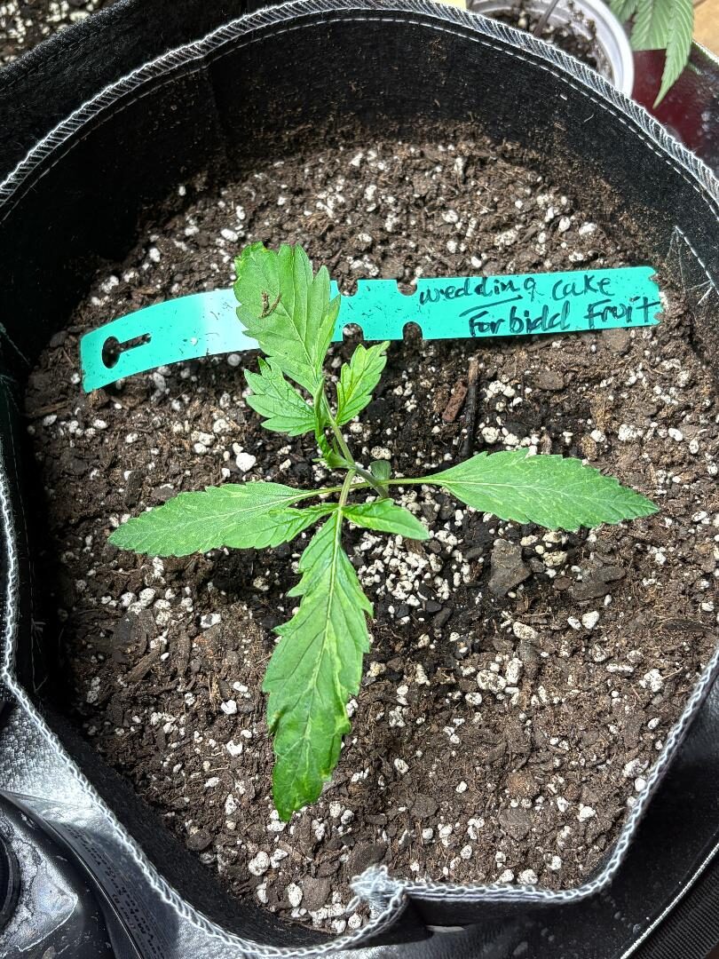 bbs-grow-diaries/week-541022-diary-541021-user-39895-6955d4173f4f4