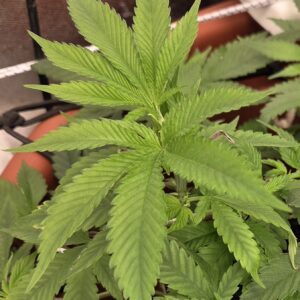 Flowering Week - 8 - Fat Bastard - 1