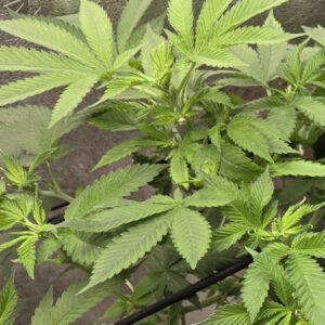 Flowering Week - 8 - Fat Bastard - 2