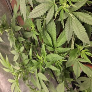 Flowering Week - 8 - Fat Bastard - 3