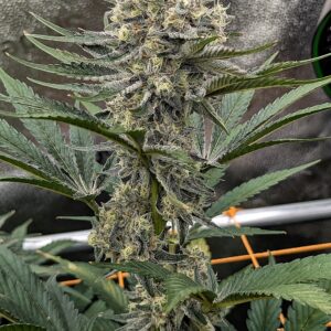 Flowering Week - 10 - Granddaddy Purple - 1