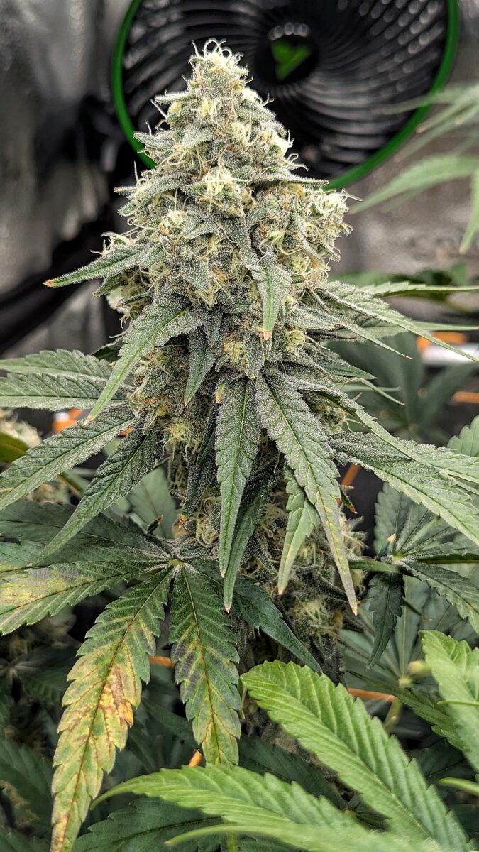 bbs-grow-diaries/week-541101-diary-528534-user-38149-695727a6e330e