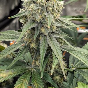 Flowering Week - 10 - Granddaddy Purple - 2