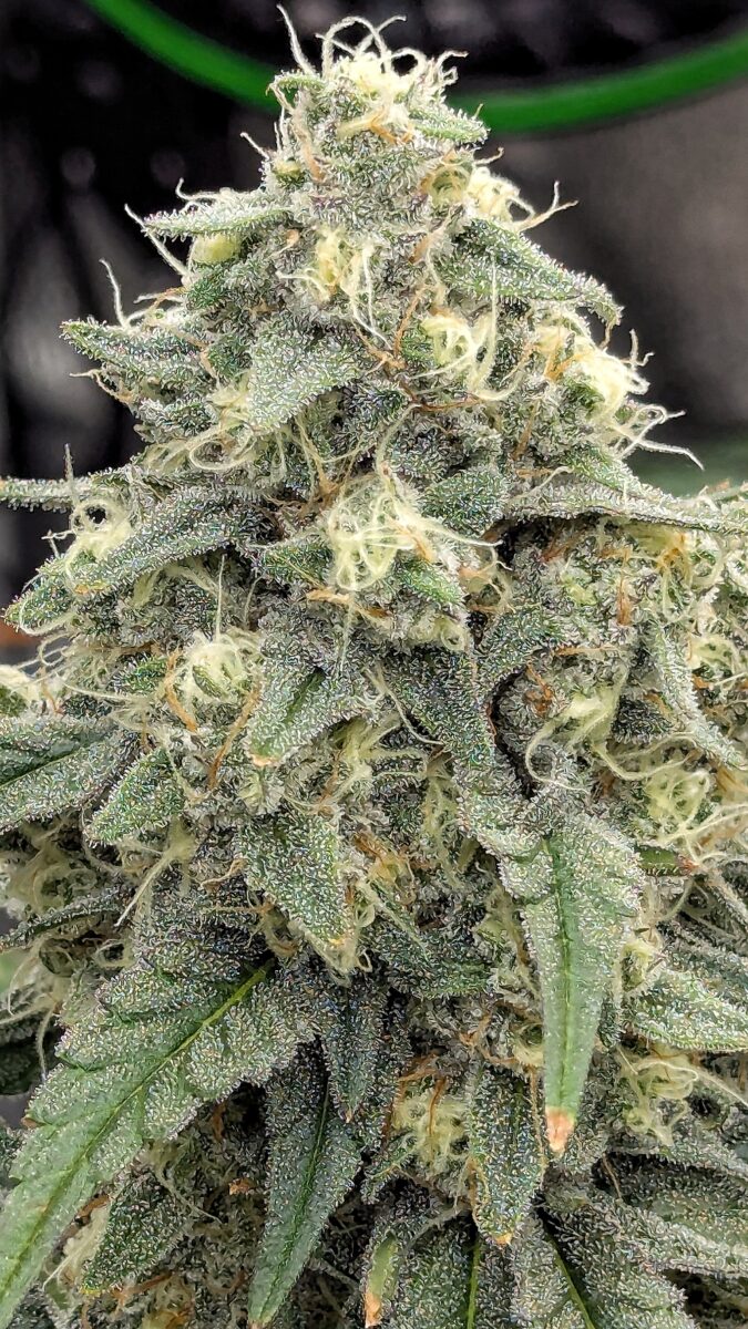 bbs-grow-diaries/week-541101-diary-528534-user-38149-695727aaef62d