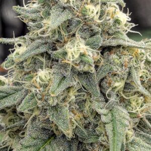 Flowering Week - 10 - Granddaddy Purple - 4