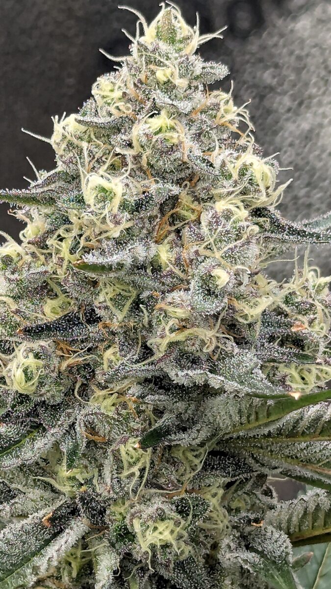 bbs-grow-diaries/week-541101-diary-528534-user-38149-695727af41a74