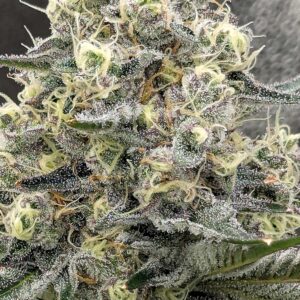 Flowering Week - 10 - Granddaddy Purple - 6