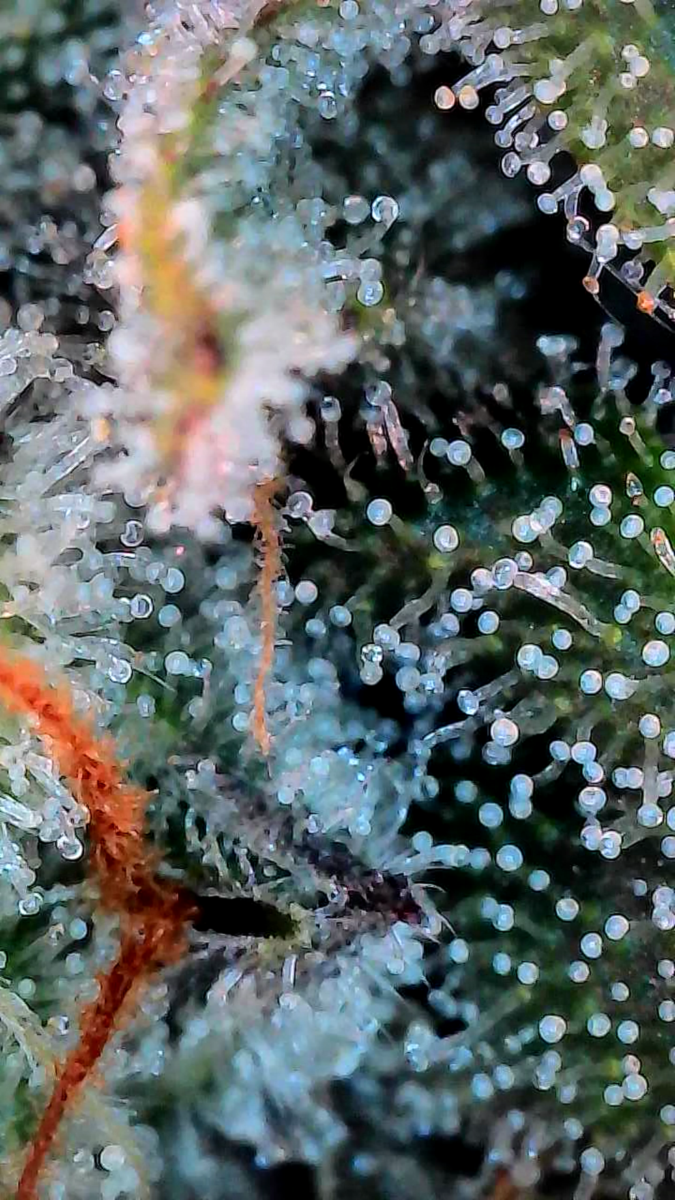 bbs-grow-diaries/week-541101-diary-528534-user-38149-695727b14c06b