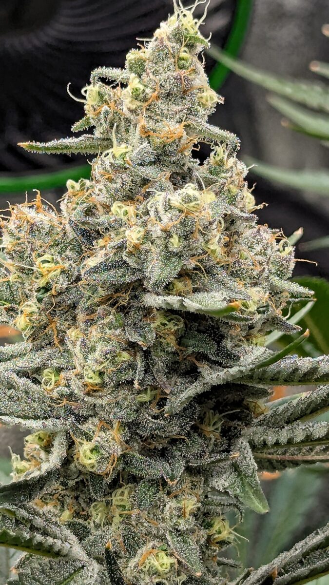 bbs-grow-diaries/week-541102-diary-528437-user-38149-69572aacc7dc3