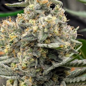 Flowering Week - 10 - God’s Gift - 2