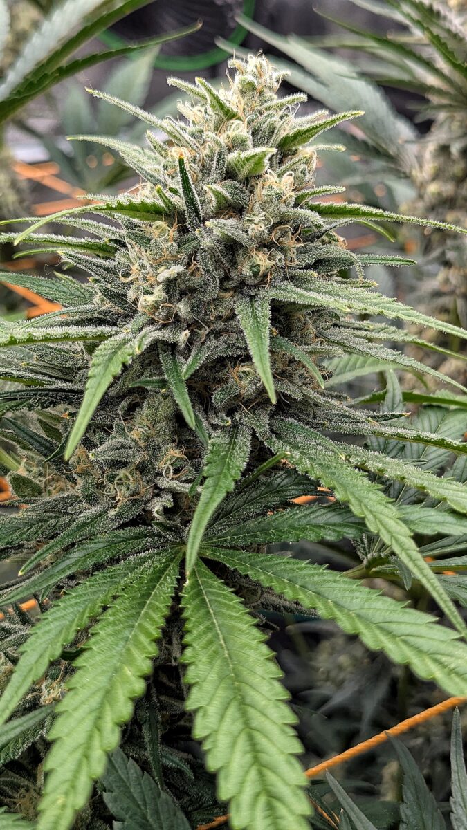 bbs-grow-diaries/week-541102-diary-528437-user-38149-69572aaf06e0d