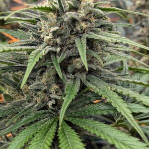 Flowering Week - 10 - God’s Gift - 3