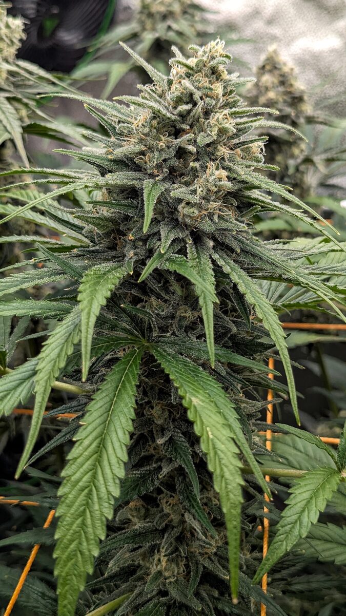 bbs-grow-diaries/week-541102-diary-528437-user-38149-69572ab12683e