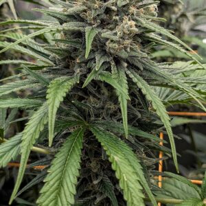 Flowering Week - 10 - God’s Gift - 4