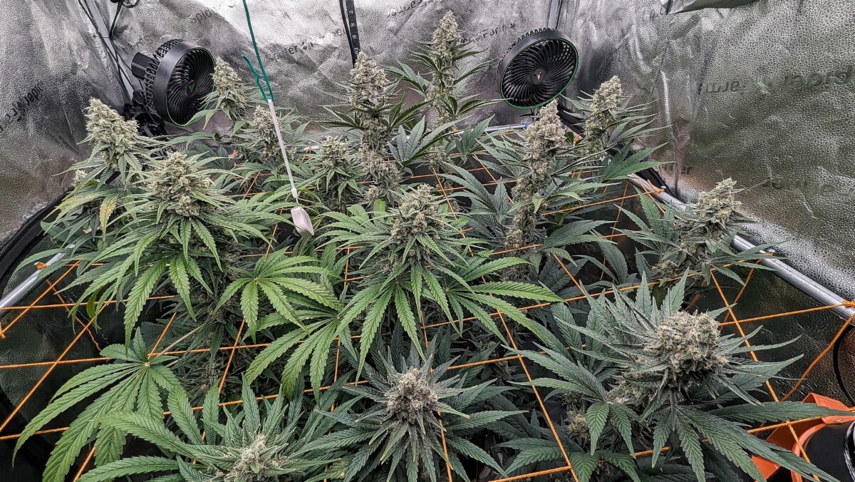 bbs-grow-diaries/week-541102-diary-528437-user-38149-69572ab32c1bf