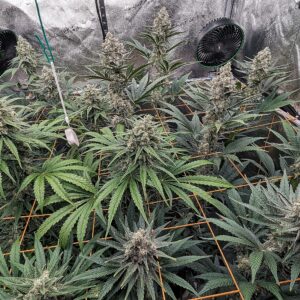 Flowering Week - 10 - God’s Gift - 5