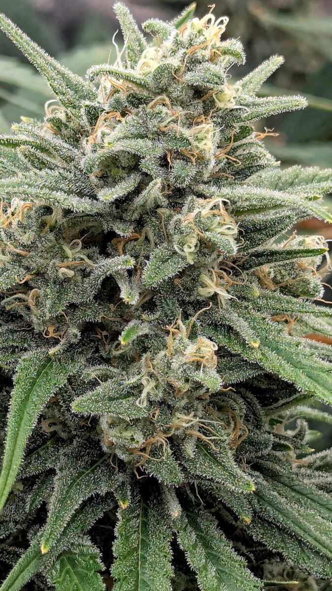 bbs-grow-diaries/week-541102-diary-528437-user-38149-69572ab55fcbf