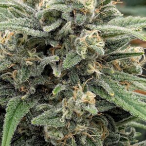 Flowering Week - 10 - God’s Gift - 6