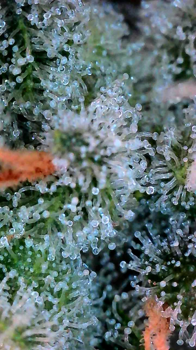 bbs-grow-diaries/week-541102-diary-528437-user-38149-69572ab772218