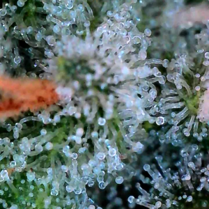 Flowering Week - 10 - God’s Gift - 7