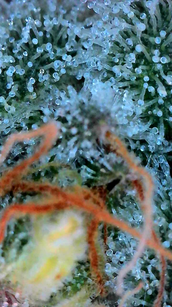 bbs-grow-diaries/week-541102-diary-528437-user-38149-69572aba8d434