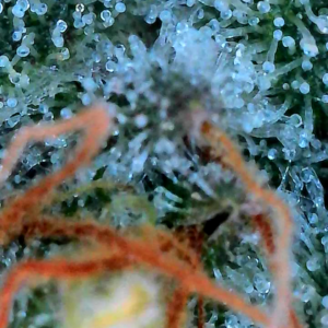 God’s Gift - Flowering Week - 10