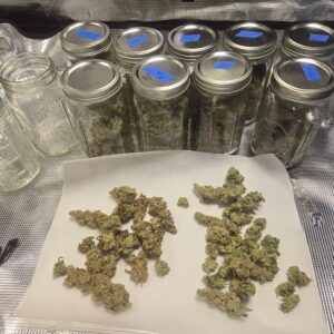 Shiskaberry Cookies - Harvest Week - 15