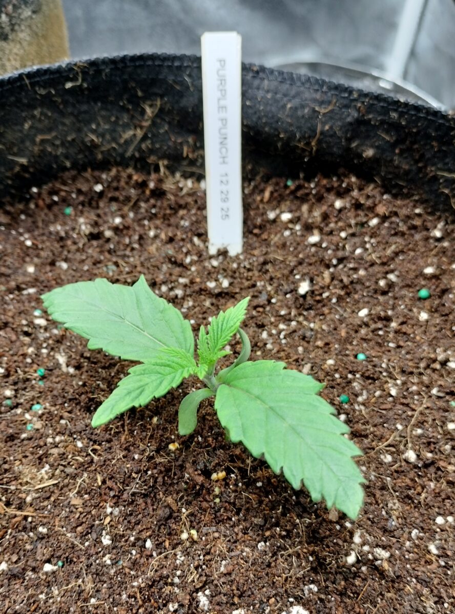 bbs-grow-diaries/week-542788-diary-542782-user-9188-6961192208ce3