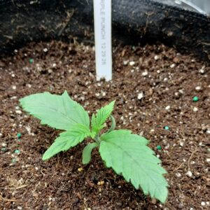 Cereal Milk - Vegetation Week - 1