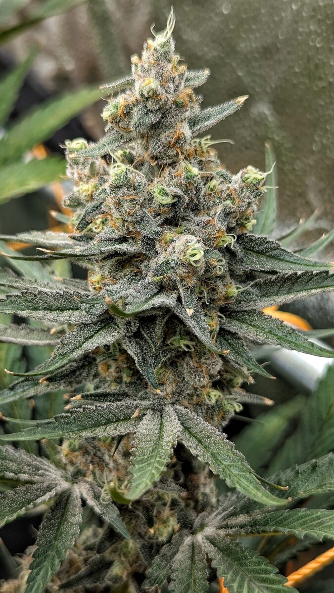 bbs-grow-diaries/week-542992-diary-528437-user-38149-69646c35c99c4