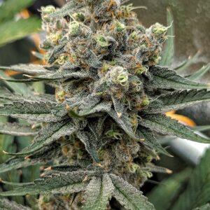 Flowering Week - 11 - God’s Gift - 2