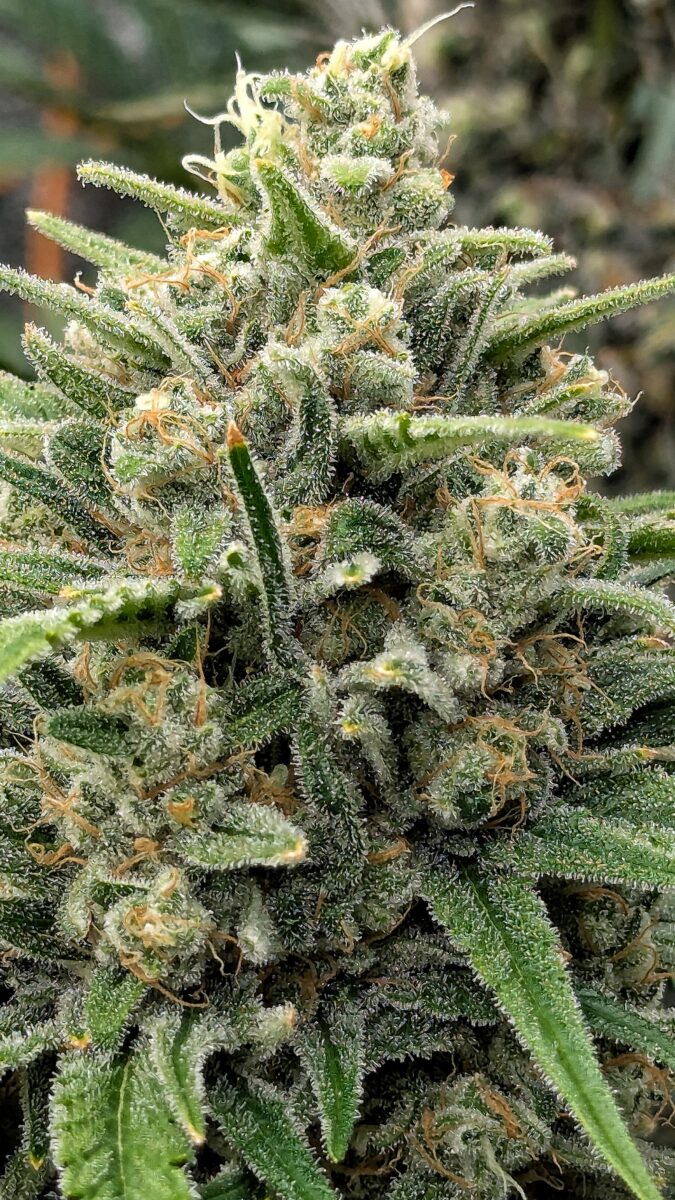 bbs-grow-diaries/week-542992-diary-528437-user-38149-69646c38418c7