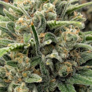 Flowering Week - 11 - God’s Gift - 3