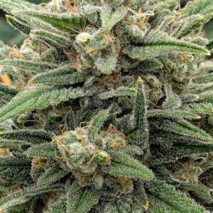 Flowering Week - 11 - God’s Gift - 4