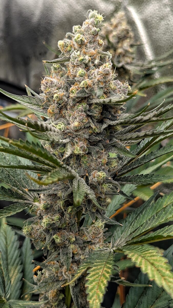 bbs-grow-diaries/week-542992-diary-528437-user-38149-69646c3cc9146