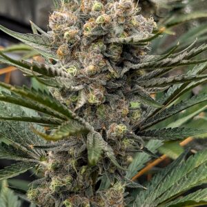 Flowering Week - 11 - God’s Gift - 5