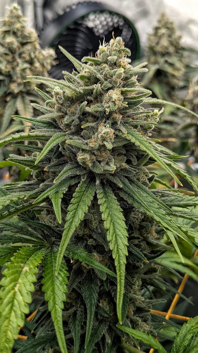 bbs-grow-diaries/week-542992-diary-528437-user-38149-69646c3f1da54